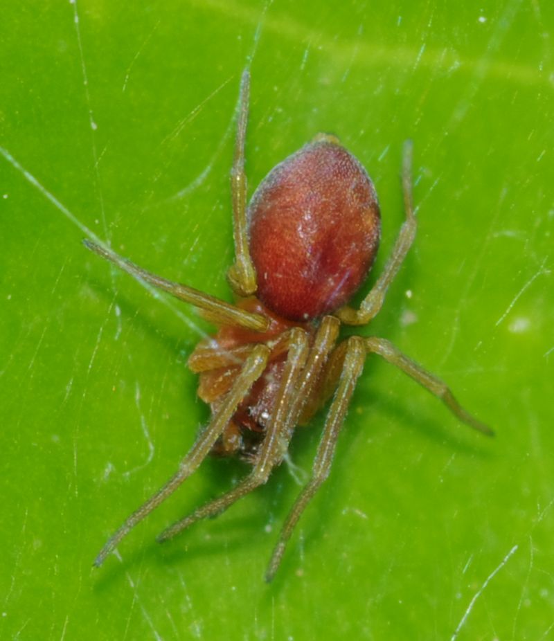 Maschi di Nigma sp. - Arcavacata di Rende (CS)